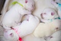 Newborn puppies bread West Highland White Terrier or Westie sleeping next to each other in their basket Royalty Free Stock Photo