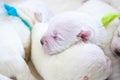 Newborn puppies bread West Highland White Terrier or Westie sleeping next to each other in their basket Royalty Free Stock Photo