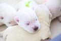 Newborn puppies bread West Highland White Terrier or Westie sleeping next to each other in their basket Royalty Free Stock Photo