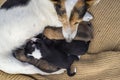 newborn puppies breed jack russel terrier sleeping eyes have not opened yet basket feeding blanket.