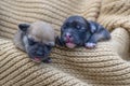 newborn puppies breed jack russel terrier sleeping eyes have not opened yet basket feeding blanket.