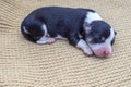 newborn puppies breed jack russel terrier sleeping eyes have not opened yet basket feeding blanket