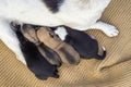newborn puppies breed jack russel terrier sleeping eyes have not opened yet basket feeding blanket.