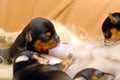 Newborn puppies feeding