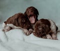 Newborn puppies kurtzhaar pointer yawn