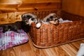 Newborn puppies look out of a wicker basket, portrait. Brown Yorkshire Terrier puppies Royalty Free Stock Photo