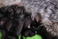 Newborn puppies. Miniature Schnauzer breed. Puppies eat milk from their mother.