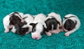 Newborn puppies Papillon Royalty Free Stock Photo