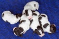 Newborn puppies Papillon Royalty Free Stock Photo