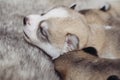 Newborn puppies Siberian Husky