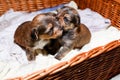 Newborn puppies in a wicker basket, close-up portrait. Brown Yorkshire Terrier puppies Royalty Free Stock Photo