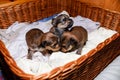 Newborn puppies in a wicker basket, portrait. Brown Yorkshire Terrier puppies Royalty Free Stock Photo