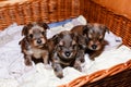 Newborn puppies in a wicker basket, portrait. Three Brown Yorkshire Terrier puppies