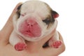 Newborn puppy Royalty Free Stock Photo