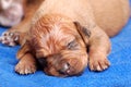 Newborn puppy