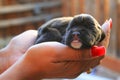 Newborn Puppy Royalty Free Stock Photo