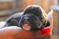 Newborn Puppy Royalty Free Stock Photo