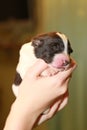 Newborn puppy blind Royalty Free Stock Photo