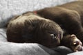 Newborn puppy close up