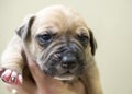 Newborn puppy dog with wrinkle nose Royalty Free Stock Photo