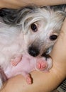 Newborn puppy and his mother Royalty Free Stock Photo