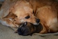 Newborn puppy with mother. The concept of maternal instinct.