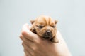 Newborn puppy Royalty Free Stock Photo