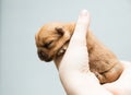 Newborn puppy Royalty Free Stock Photo