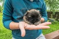 Newborn puppy pekingese dog resting in woman hands