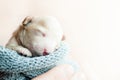 Newborn puppy on hands