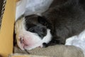 Newborn puppy are sleeping after resting.