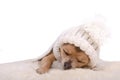 Newborn puppy sleeping on white fluffy fur