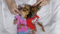 Newborn puppys sleeping. Adult small dogs Toy Terriers in pajamas. Royalty Free Stock Photo