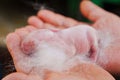 A newborn rabbit in the hands of a farmer. Breeding rabbits.