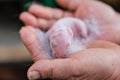 A newborn rabbit in the hands of a farmer. Breeding rabbits.