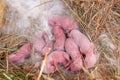 Newborn rabbits in the nest. Hairless newborn rabbits in fluff Royalty Free Stock Photo