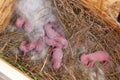 Newborn rabbits in the nest. Two-day-old newborn rabbits Royalty Free Stock Photo
