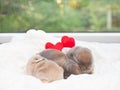 Newborn rabbits sleeping on white frabic with red heart. Royalty Free Stock Photo