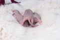 The newborn rat`s ass. Little mouse kids