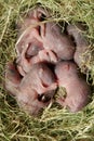 Newborn rats