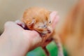 The newborn red-haired kitten of Maine Coon breed rests on the arm