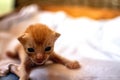 Newborn red kitten. New born baby cat. Cute baby cat close photo. Lovely kitty wants mom, wants mommy tits. Sweet baby Royalty Free Stock Photo