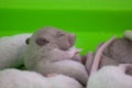 A newborn rodent is lying next to his brothers. Baby mouse close-up Royalty Free Stock Photo