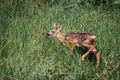 Roe deer fawn standing in grass field Royalty Free Stock Photo