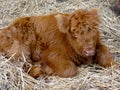 Newborn scottish highland calf lies in the straw Royalty Free Stock Photo