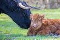 Newborn scottish highlander calf with mother cow Royalty Free Stock Photo