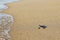Newborn sea turtle