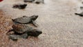 Newborn sea turtle hatchlings scuttle over sandy beach, heading for ocean waves. Baby reptiles embark on survival