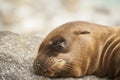 Newborn seal Royalty Free Stock Photo