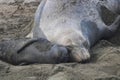 Newborn Seal Pup and Mother Sleep on Beach with Smiles Royalty Free Stock Photo